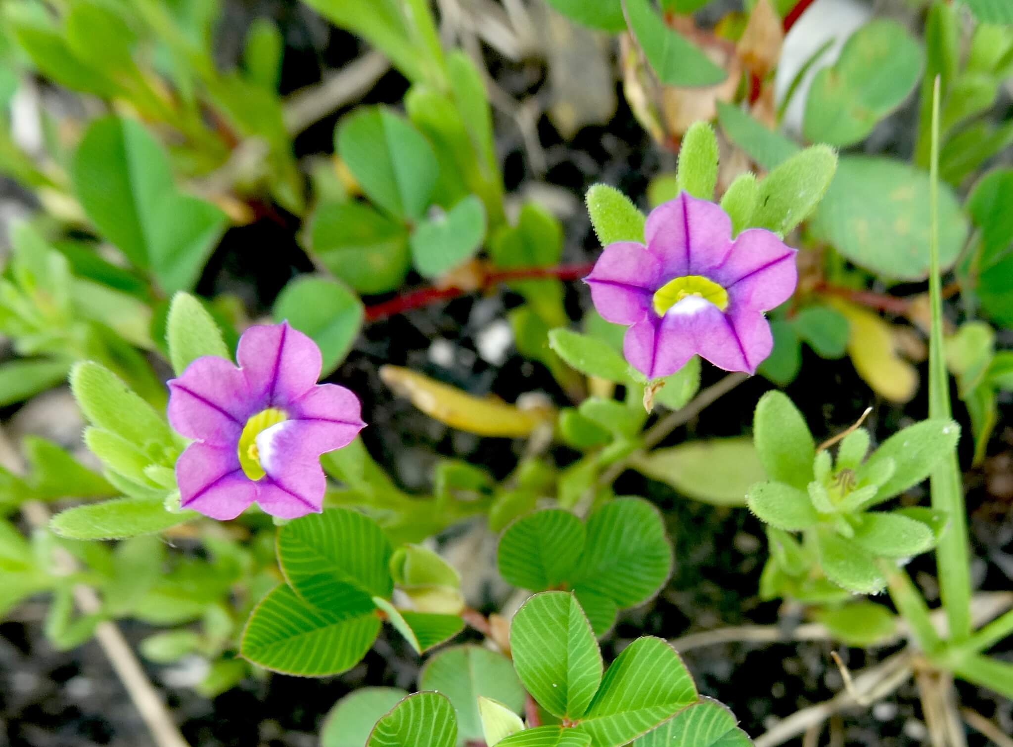 Calibrachoa parviflora
